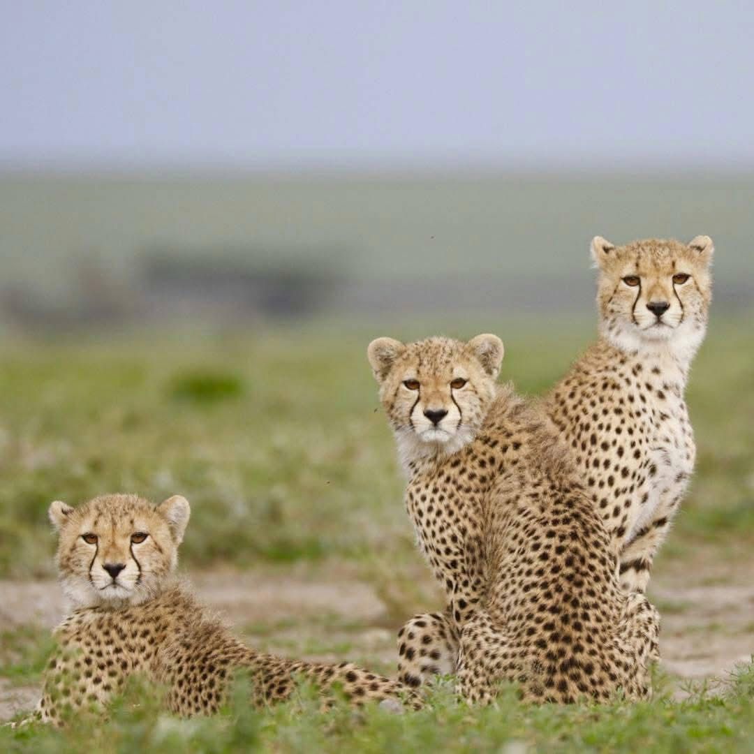 Serengeti